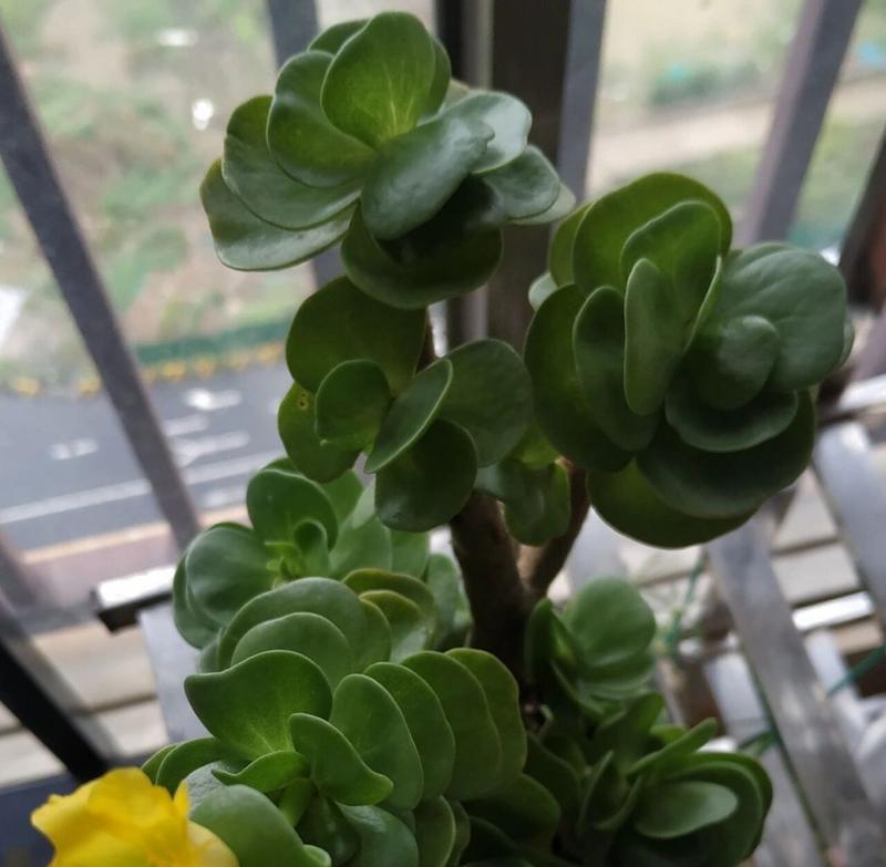 什么花象征着重生和新生？了解代表重生的花卉及其含义？