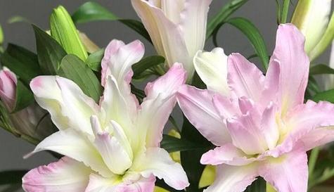 什么花代表祝福？各种花卉的吉祥寓意是什么？