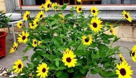 什么花代表祝福？各种花卉的吉祥寓意是什么？