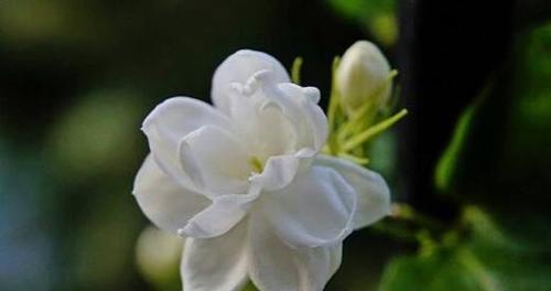 什么花代表尊敬？如何用花卉表达敬意？