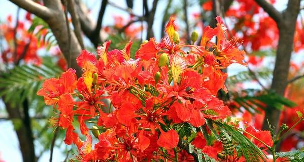 凤凰花长什么样子？如何辨认这种热带植物？