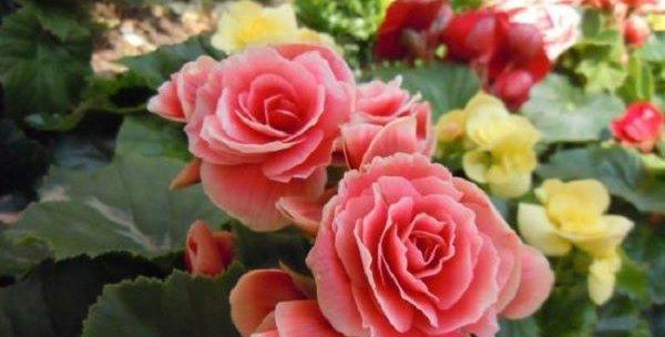 什么花代表爱情？揭秘最浪漫的花卉象征意义？