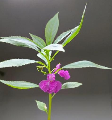 什么花象征智慧和睿智？寻找代表睿智的花卉指南？
