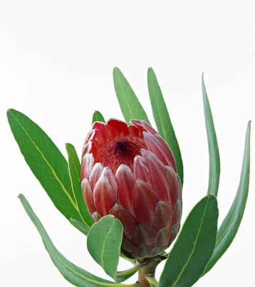 什么花象征智慧和睿智？寻找代表睿智的花卉指南？
