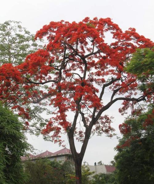 凤凰树可以种在家门口吗？种植条件和注意事项是什么？