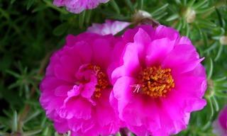 什么花代表安全？揭秘花语中的安全象征！