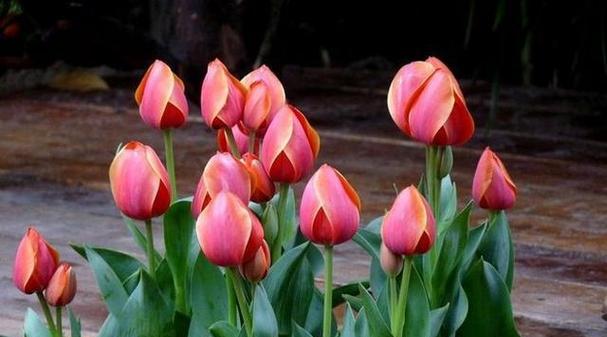 什么花代表暗恋的花语？如何用花表达暗恋情感？