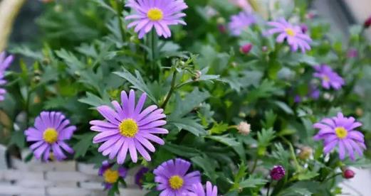 什么花代表暗恋的花语？如何用花表达暗恋情感？