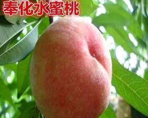 凤凰水蜜桃何时上市成熟？几月份能吃到新鲜的？