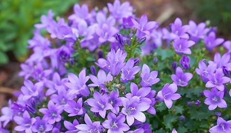 什么花的花语代表傲娇？傲娇花语的花有哪些？
