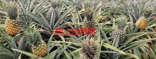 凤梨什么时候采摘最好？收获季节有哪些注意事项？