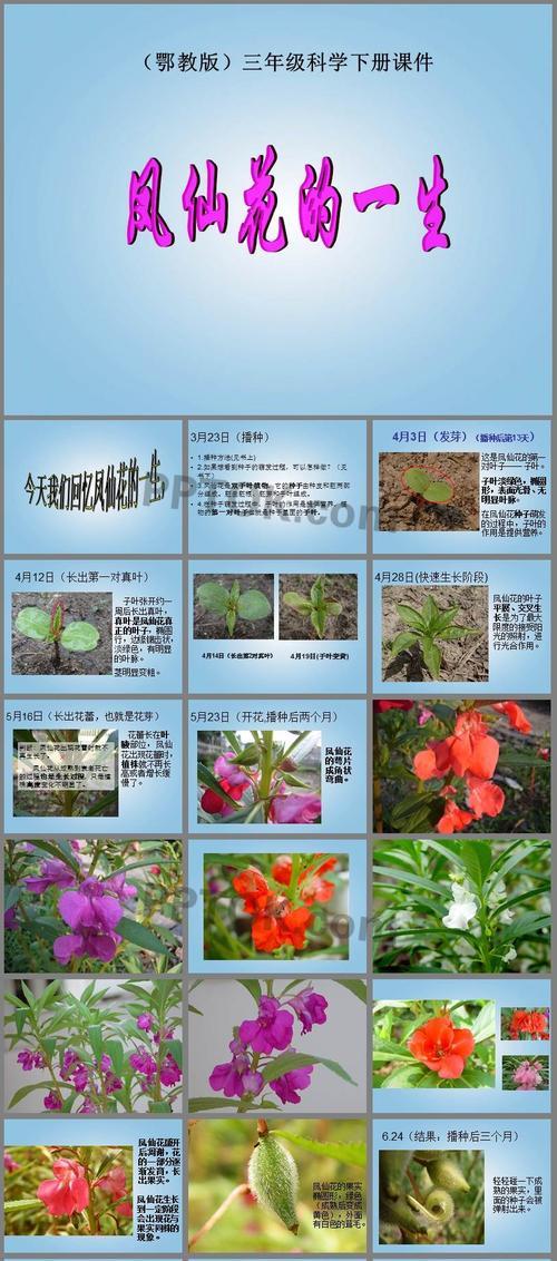 凤梨的生长周期是多长时间？如何优化凤梨的种植效率？
