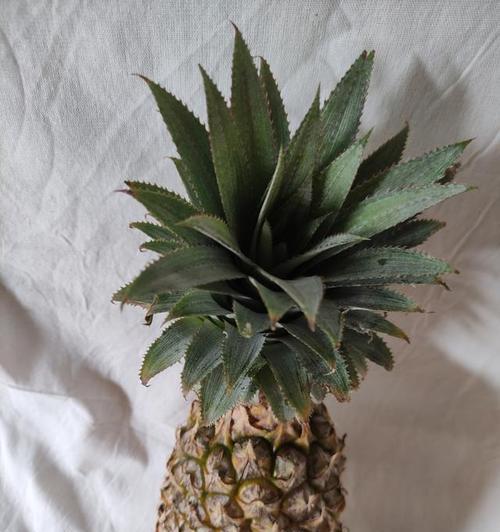 凤梨的生长周期是多长时间？如何优化凤梨的种植效率？