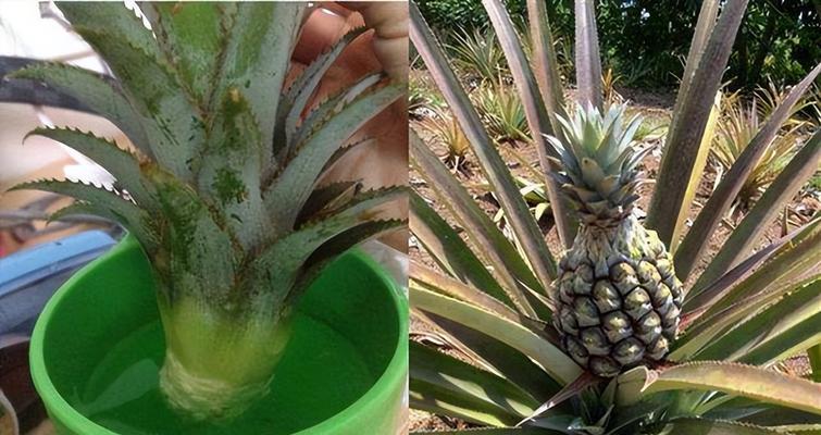 凤梨多久浇一次水？如何正确进行凤梨的浇水养护？