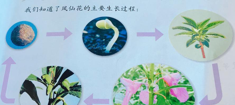 凤梨花浇水频率如何根据季节调整？