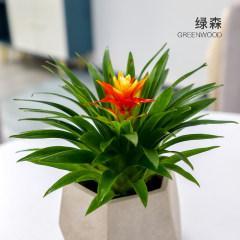 凤梨花浇水频率如何根据季节调整？