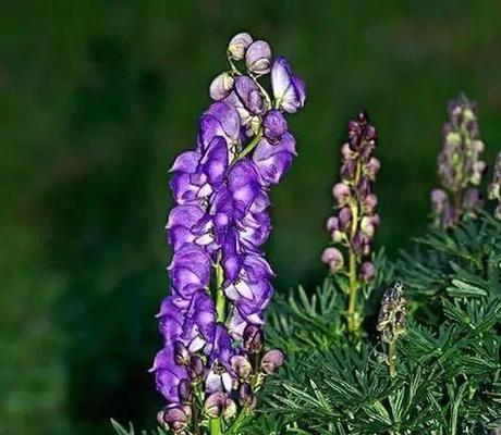什么花代表悲伤的花语？如何用花表达哀思？