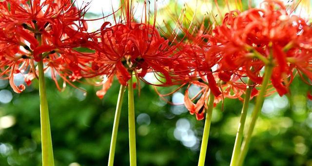 什么花代表悲伤的花语？如何用花表达哀思？