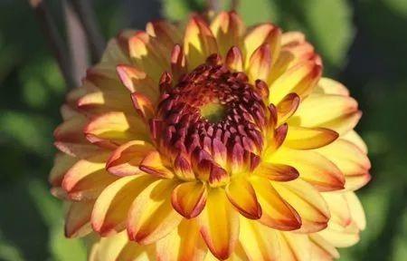 什么花代表背叛？揭秘背叛花语的真相是什么？