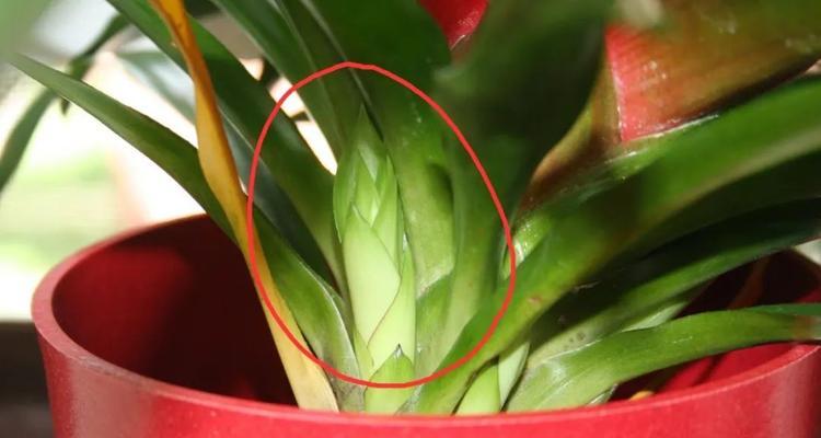凤梨花怎么浇水？最佳浇水时间和方法是什么？