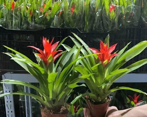 凤梨花开完花后应该怎么办？如何进行后续养护？
