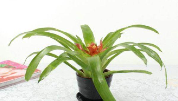 凤梨花开完花后应该怎么办？如何进行后续养护？
