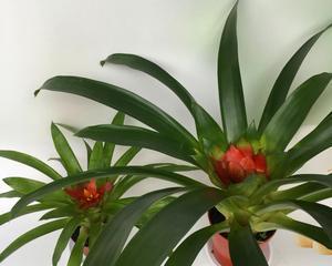 凤梨花净化空气效果如何？它真的能吸甲醛吗？