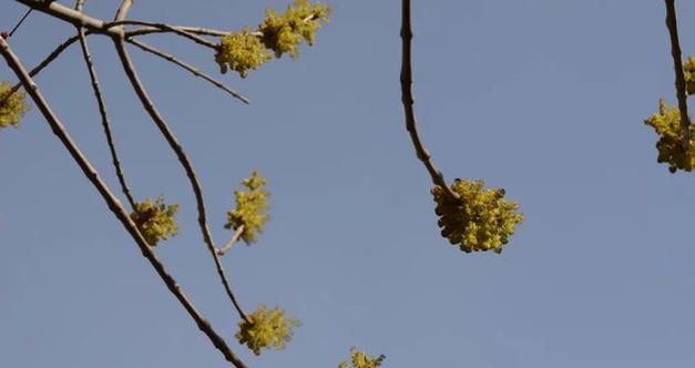 什么花代表变态的爱？花语中有哪些特殊的含义？