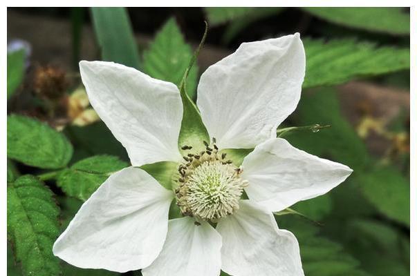 什么花代表变态的爱？花语中有哪些特殊的含义？