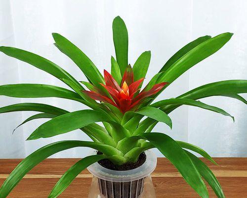 凤梨花水浇多了怎么办？如何正确浇水保持健康生长？