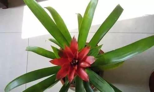 凤梨花有毒性吗？室内养殖需要注意什么？