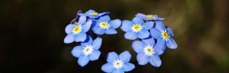 什么花代表别忘记我？花语中表达深情的花卉有哪些？