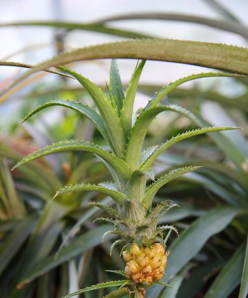 凤梨哪里产的最好？全球顶级凤梨产地大盘点？
