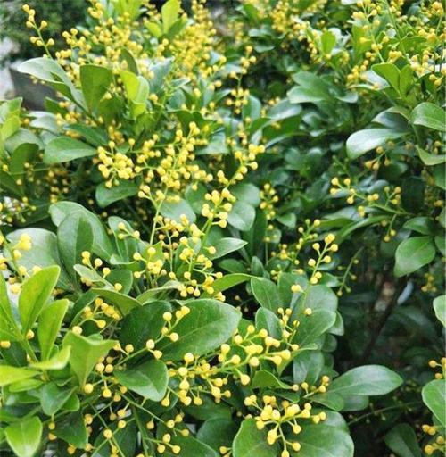 什么花的花语代表不吉利？了解这些花语含义避免误会？