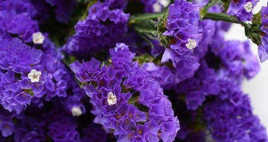 什么花代表不要忘记我？花语中有哪些花象征着永恒的记忆？