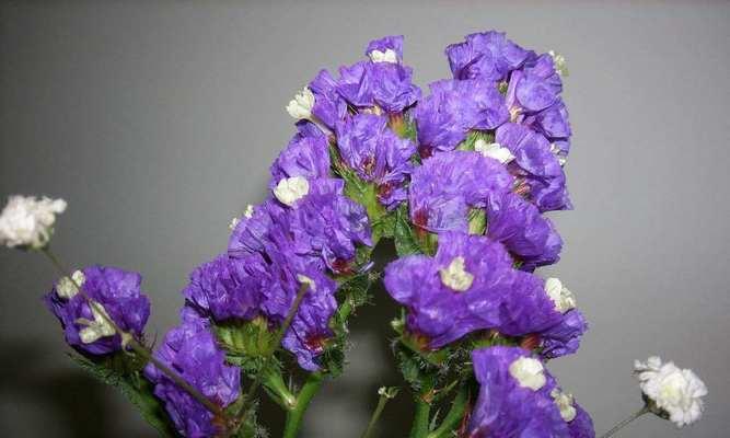 什么花代表不要忘记我？花语中有哪些花象征着永恒的记忆？