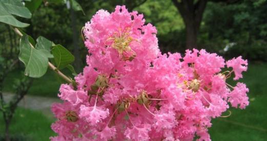 什么花的花语代表残忍？这种花的含义是什么？