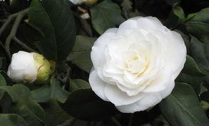 什么花的花语代表成长？成长之花有哪些？