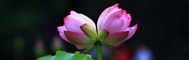 什么花代表成功？揭秘成功花语背后的含义？