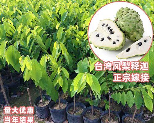 凤梨释迦适合什么地方种植？种植凤梨释迦的最佳环境是什么？