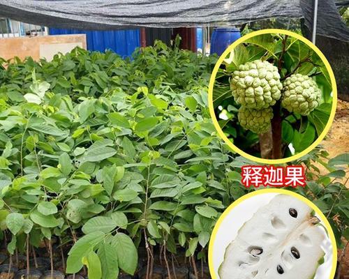 凤梨释迦适合什么地方种植？种植凤梨释迦的最佳环境是什么？