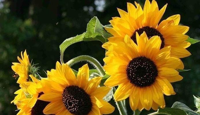 什么花代表宠爱？花语中表达宠爱的花卉有哪些？
