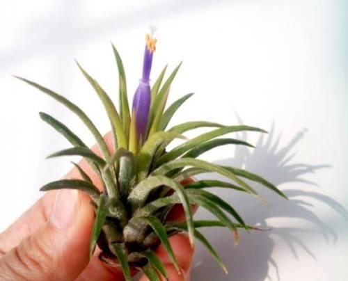凤梨种植技术与管理法有哪些常见问题？如何解决？