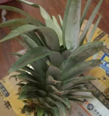 凤梨种植条件有哪些？哪些地方最适合种植凤梨？