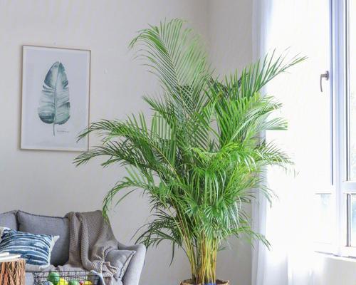 凤尾葵的风水寓意是什么？如何正确摆放以增强风水效果？