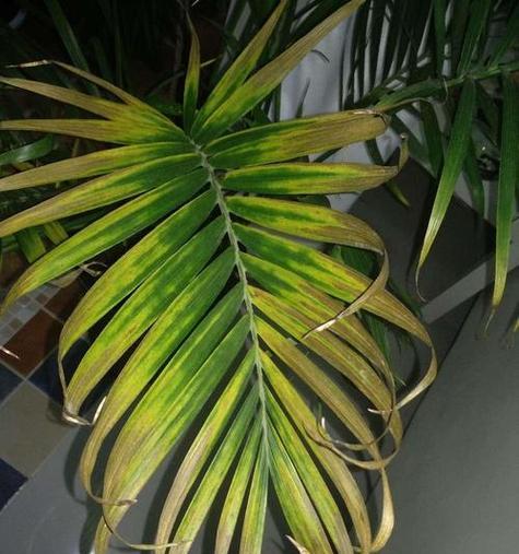 凤尾竹春天浇水技巧？如何正确进行水分管理？