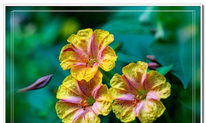 什么花代表胆小懦弱？花语中有哪些花象征着胆怯？