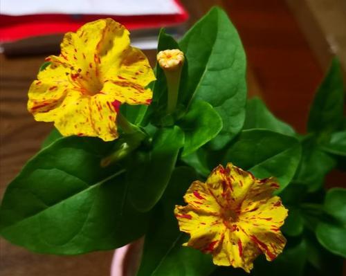 什么花代表胆小懦弱？花语中有哪些花象征着胆怯？