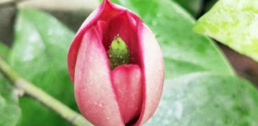 什么花代表胆小懦弱？花语中有哪些花象征着胆怯？
