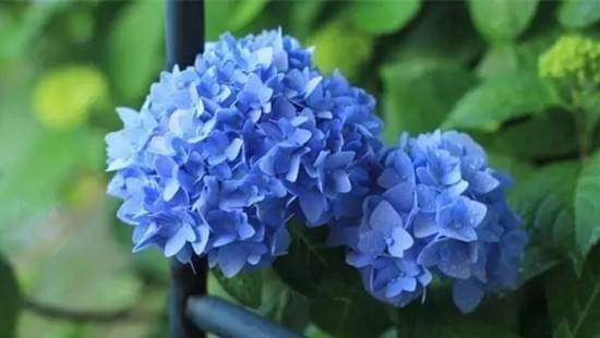 什么花代表道歉？了解道歉花语的正确选择是什么？